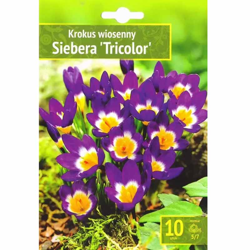 Krokus 'Siebera Tricolor'