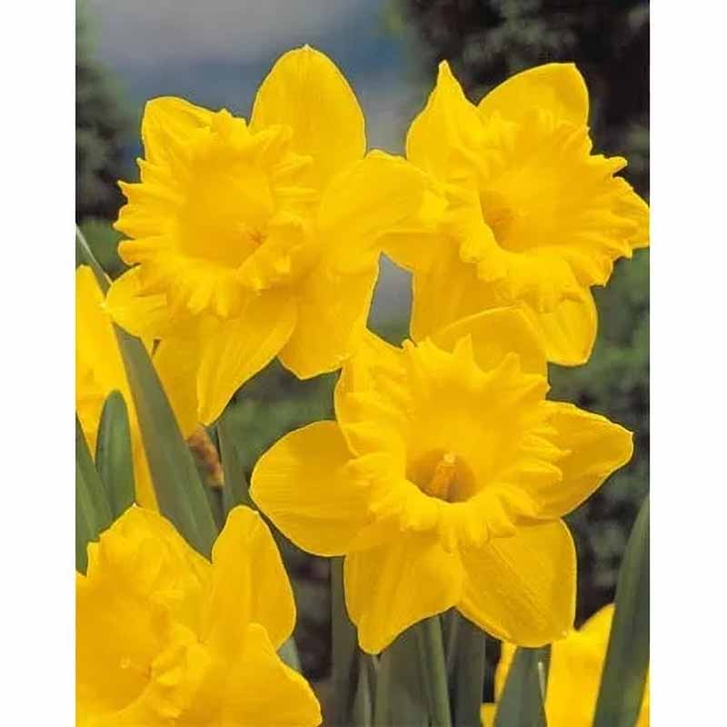 Påskelilje 'Dutch Master'