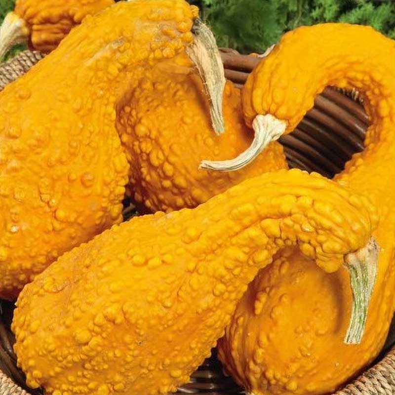 Græskar 'GA GA GA' H