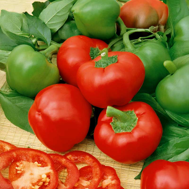 Peberfrugt 'Topepo Rosso'