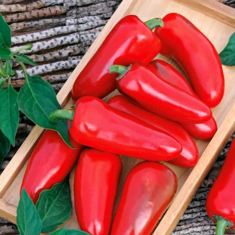 Chilipeber 'Jalapeno M'