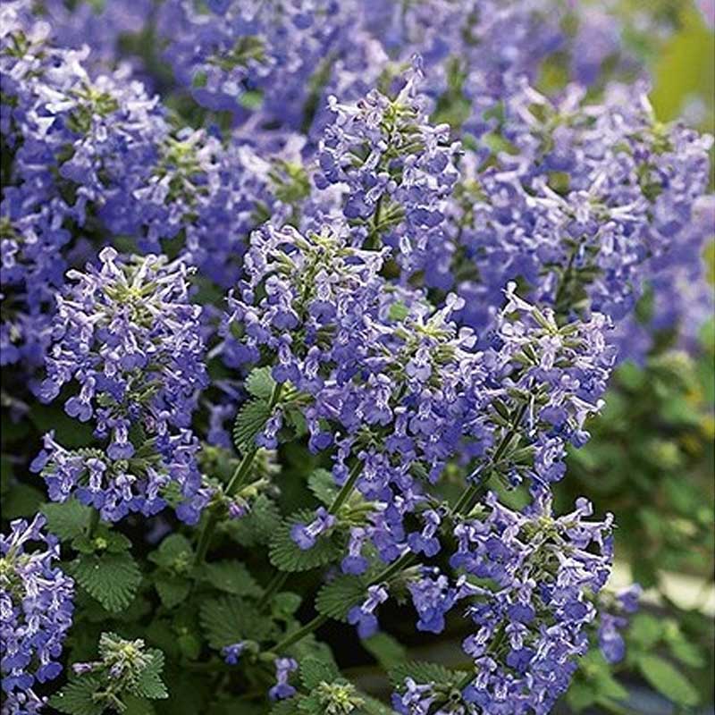 Kattemynte 'Faasseni'