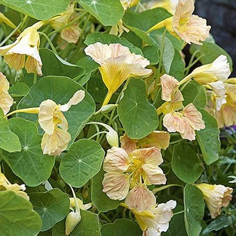 Karse 'Tip Top Pink Blush'