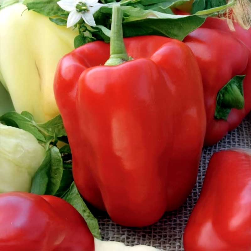 Peberfrugt 'Rubika' F1