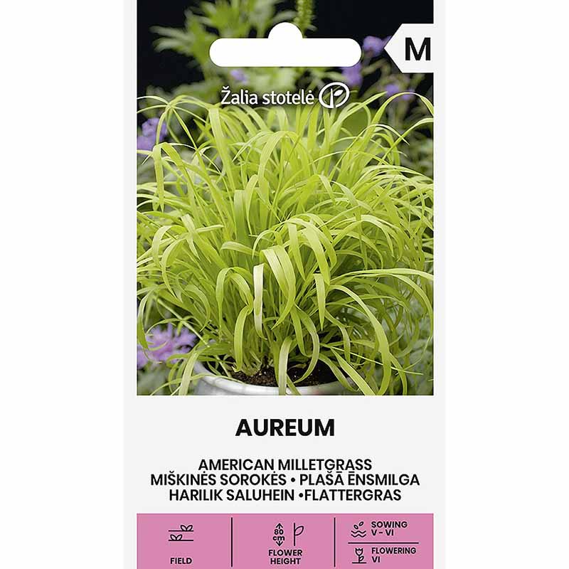 Hirsegræs 'Aureum'