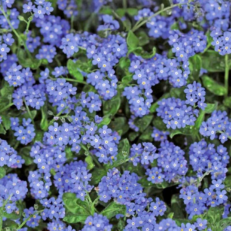 Alpin Forglemmigej 'Blue Ball'