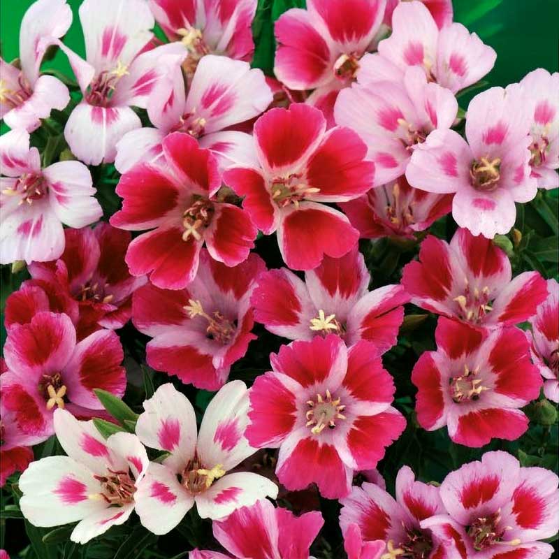 Sommerazalea 'Monarch'