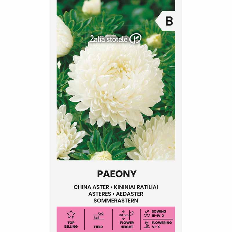 Sommerasters 'Paeony' hvid