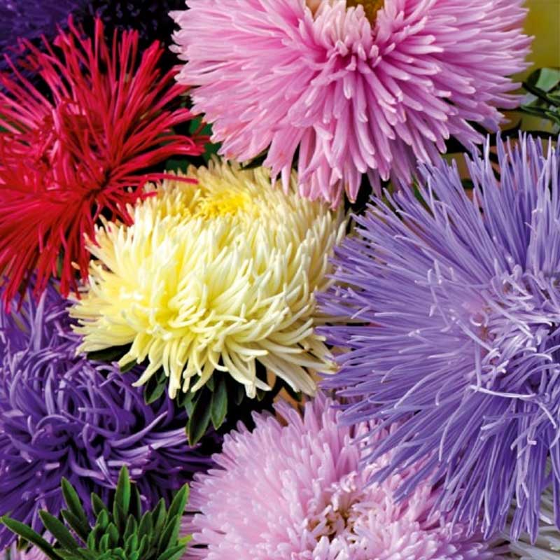 Sommerasters 'American Branching'