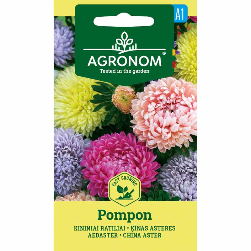 Sommerasters 'pompon Mix'