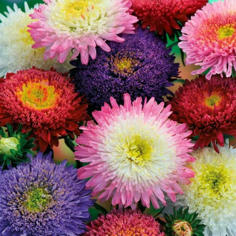 Sommerasters 'Bouquet Powderpuffs'