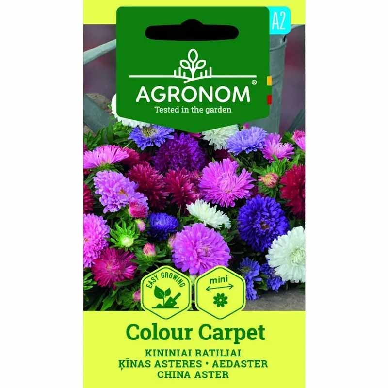 Sommerasters 'Colour Carpet Mix'