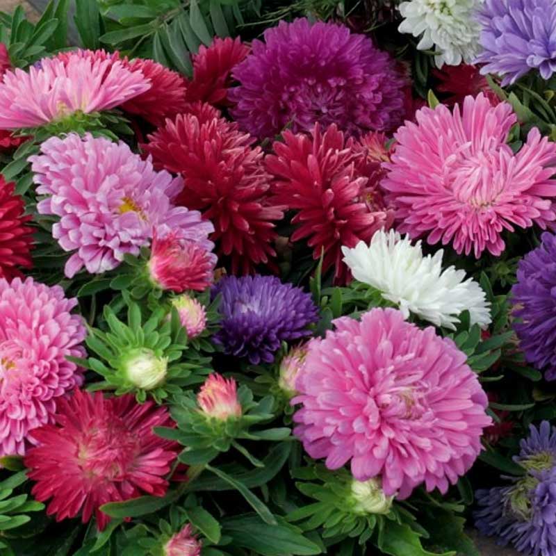 Sommerasters 'Colour Carpet Mix'