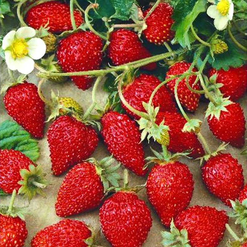 Almindelig jordbær 'Regina'