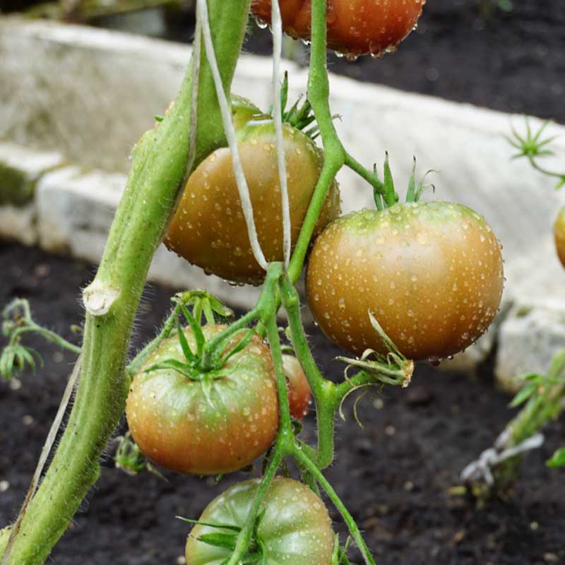 Tomat 'Noire de crimee'