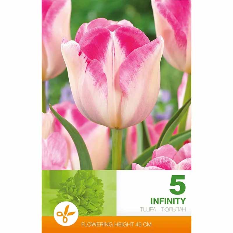 Tulipan 'Infinity'