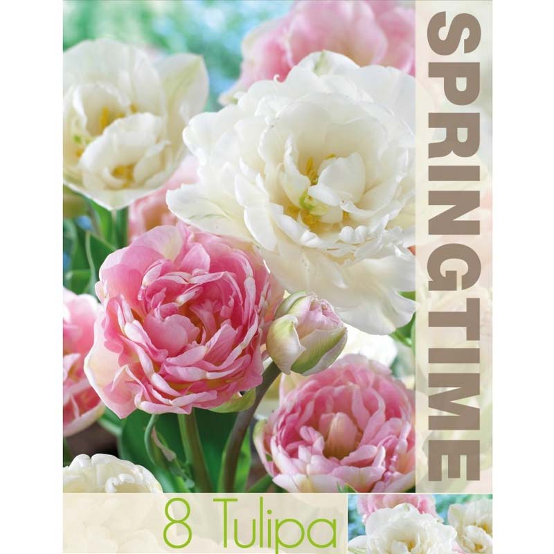 Tulpanmix ’Angelique & Mount Tacoma’