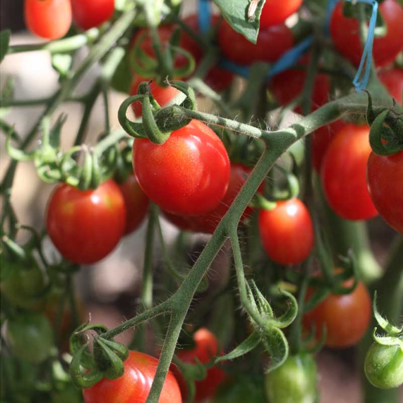 Tomat 'Malinowy kapturek'