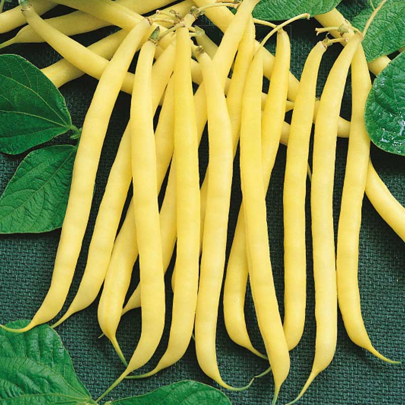Havebønne 'Zlota Saxa'