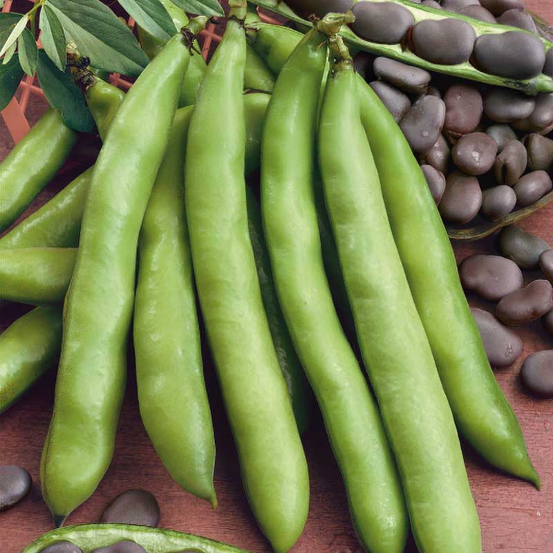 Hestebønne 'Extra precoce a grano violetto'