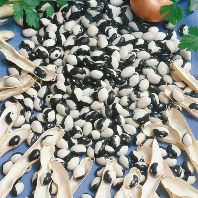 Kogebønne 'Dalmatin'