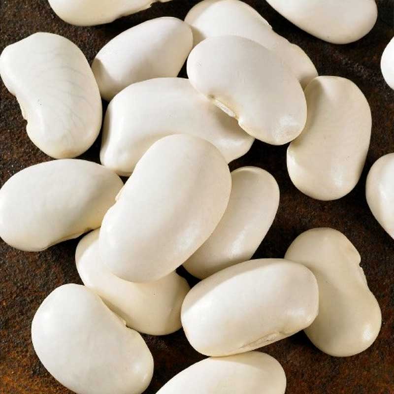 Snerrebønne 'Piekny jas'