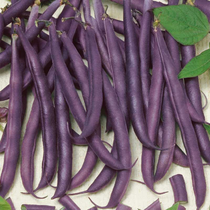 Havebønne 'Amethyst'