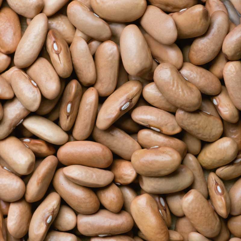 Buskbønne 'Nugetka'