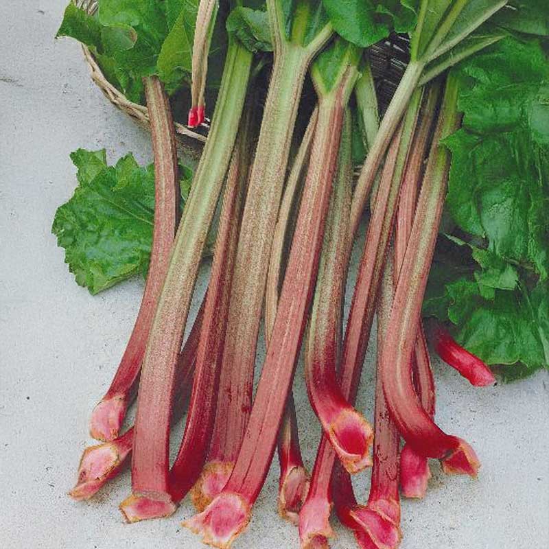 Rhubarb 'Victoria'