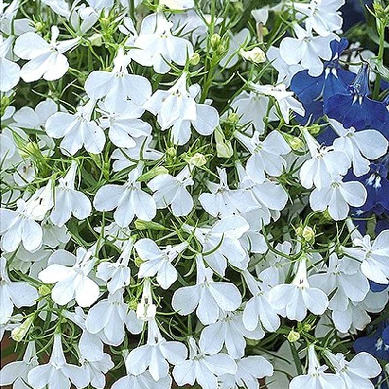 Lobelia 'White Cascade'