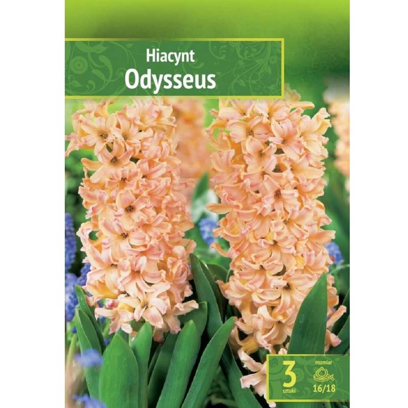 Hyacint ’Odysseus’