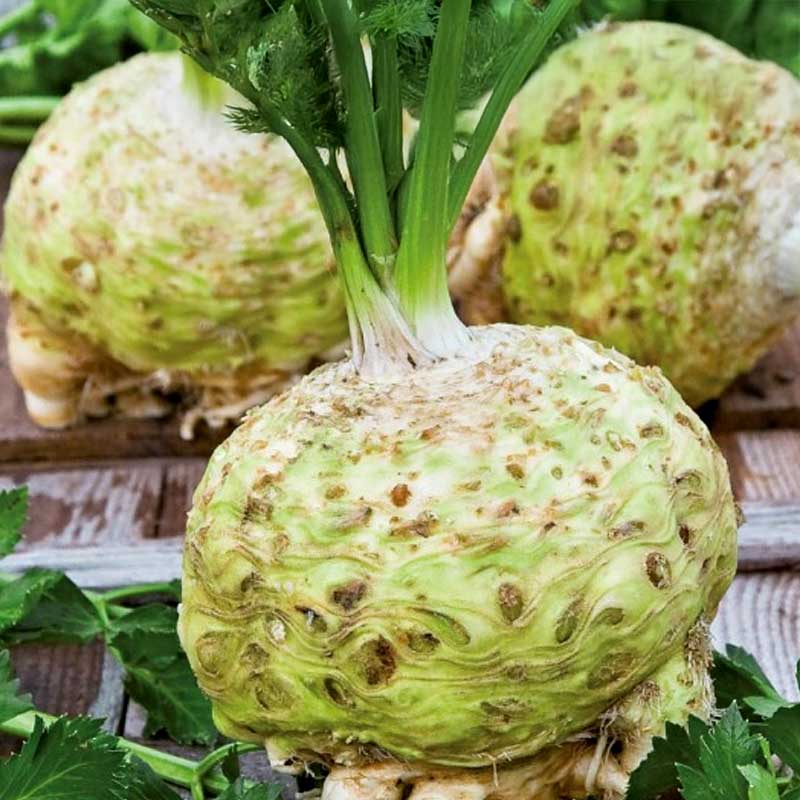 Celeriac 'Albin'