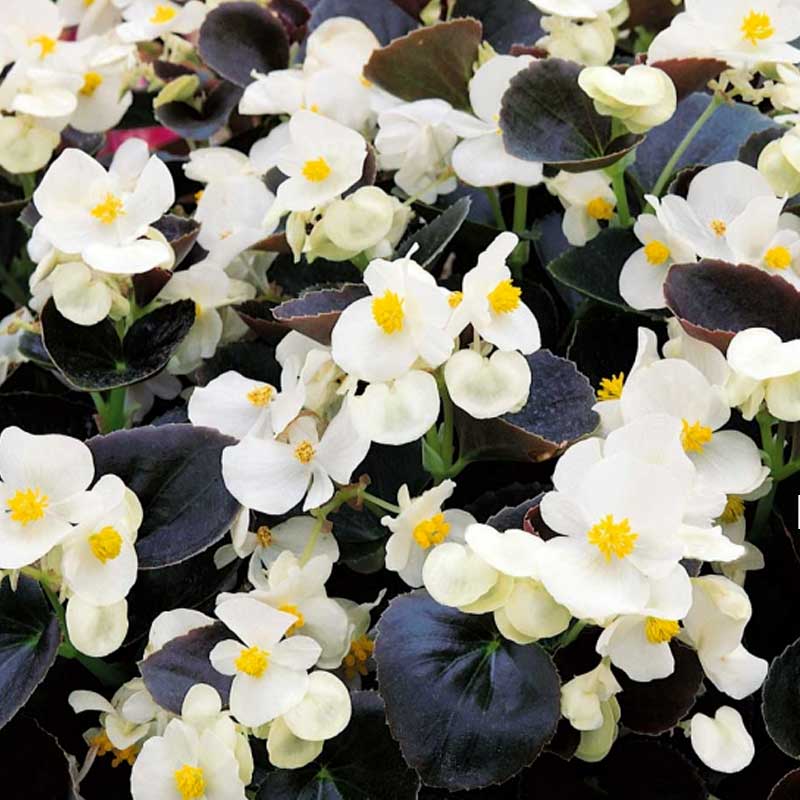 Begonia 'Ostas' H