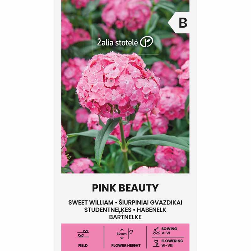 Studenternellike 'Pink Beauty'