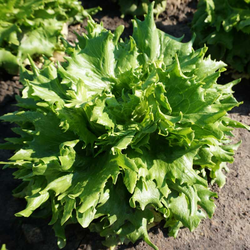 Icebergsalat 'Regina Dei Ghiacci'