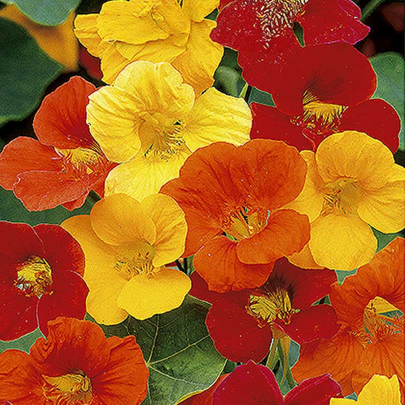 Tallerkensmækker 'Splitfire'