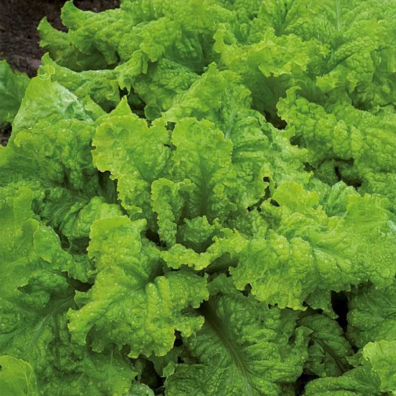 Pluksalat 'Australische Gele'