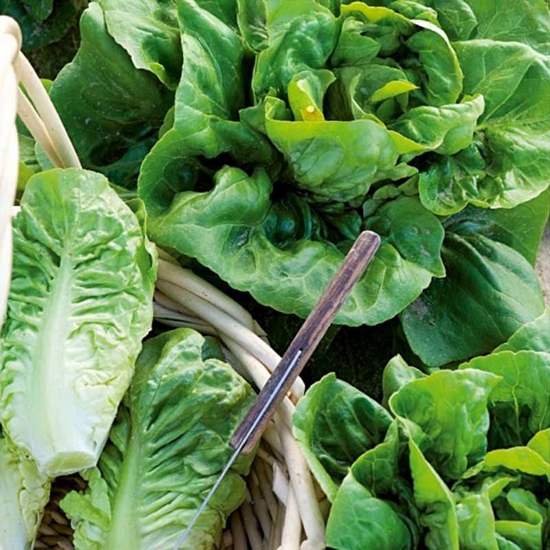 Salat 'Little Gem'