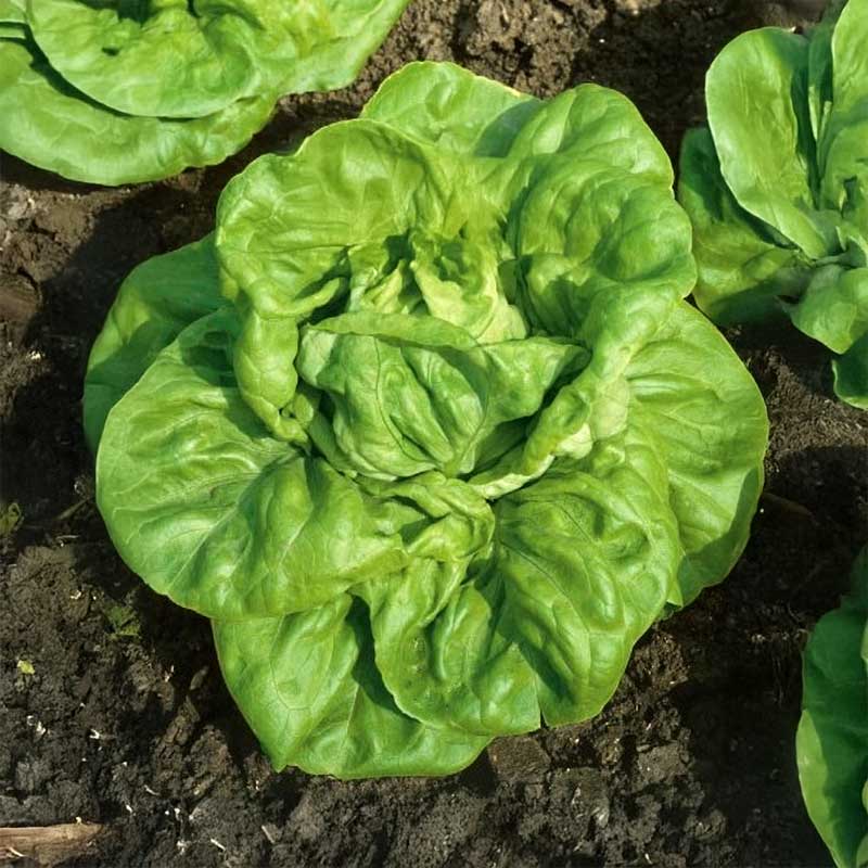 Hovedsalat 'Justine'