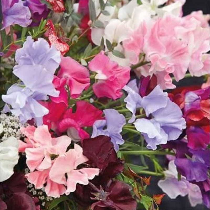 Ærteblomst 'Royal Family'