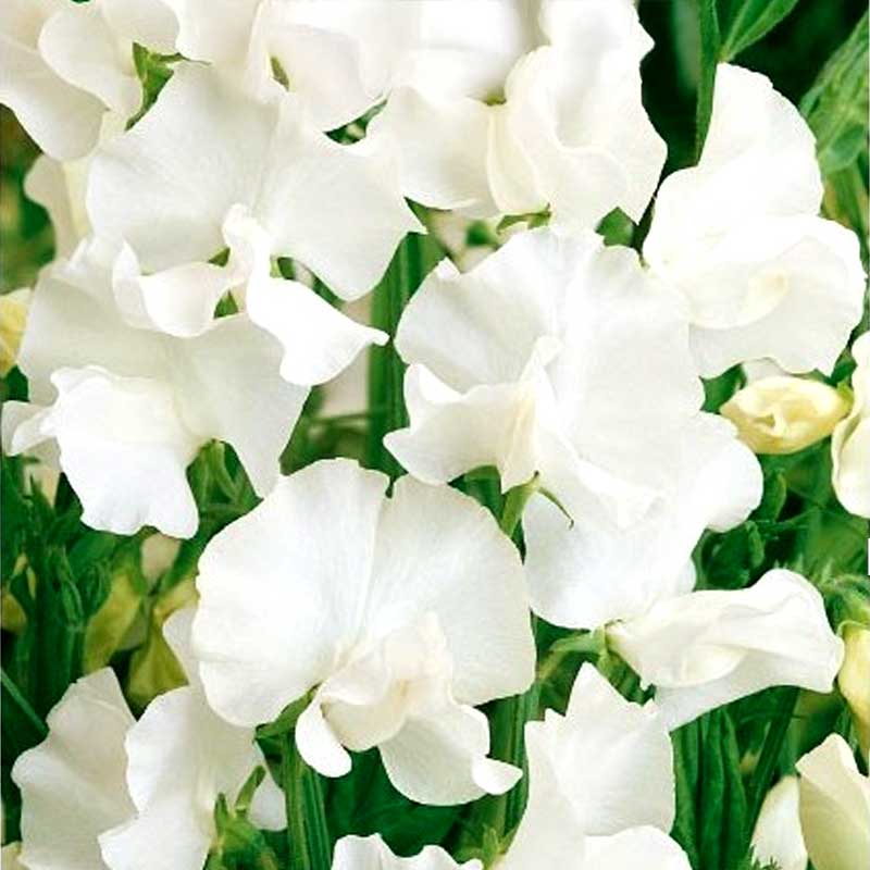 Ærteblomst 'White Ensign'