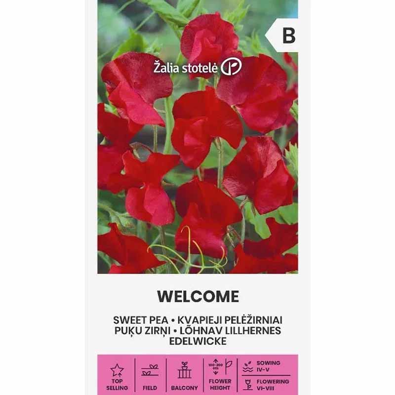 Ærteblomst 'Welcome'