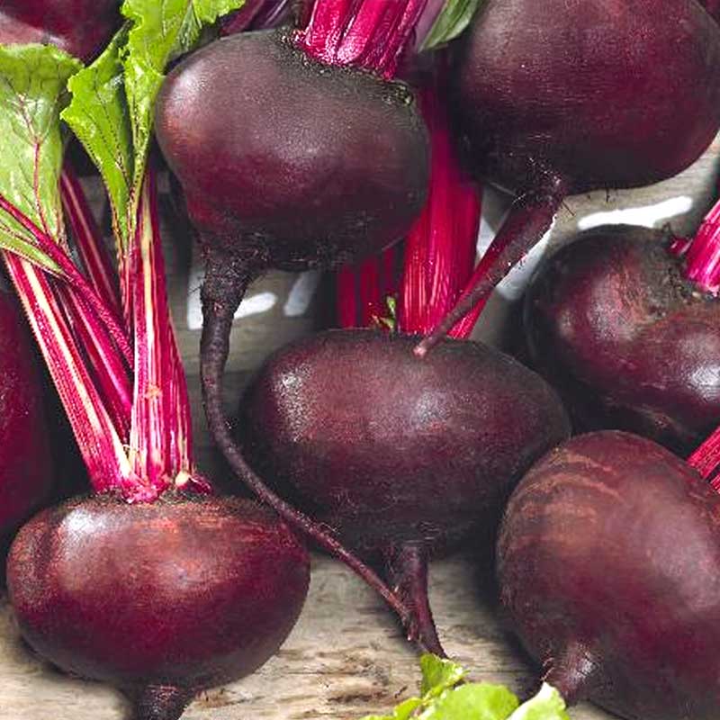 Beetroot 'Noire d'egypte'