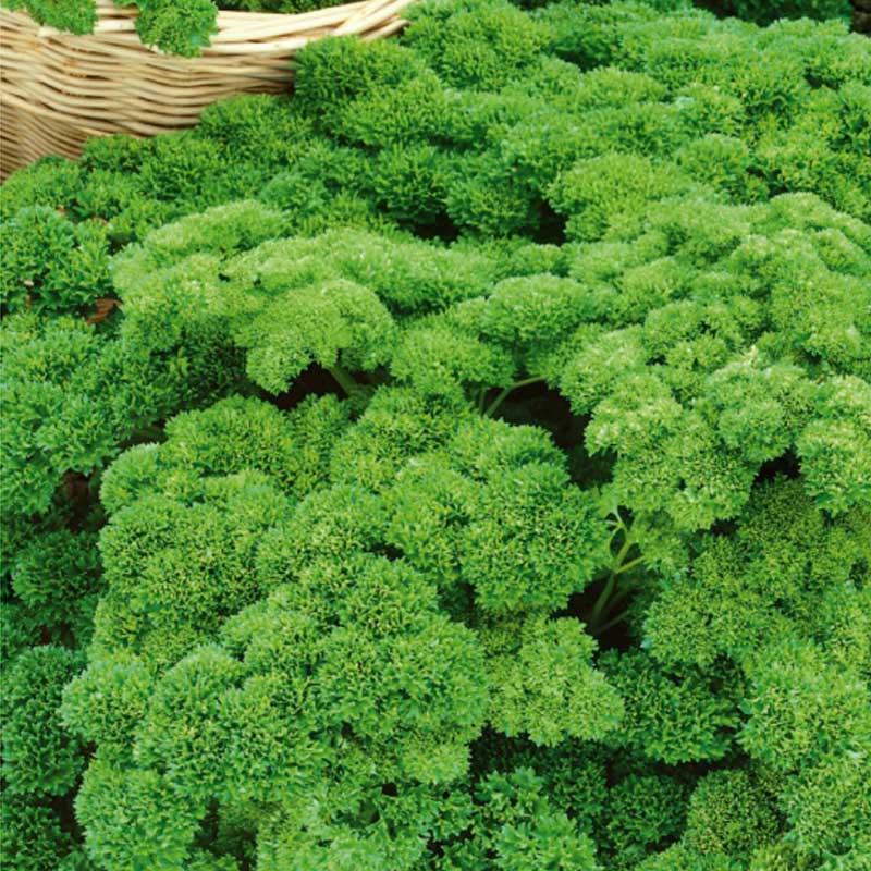 Persille 'Moskrul 2'