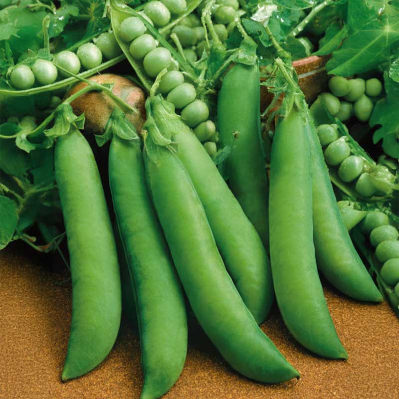 Marværter 'Progress N.9'