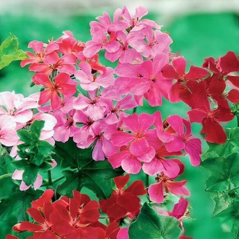 Kaskadpelargon 'F2' MIX