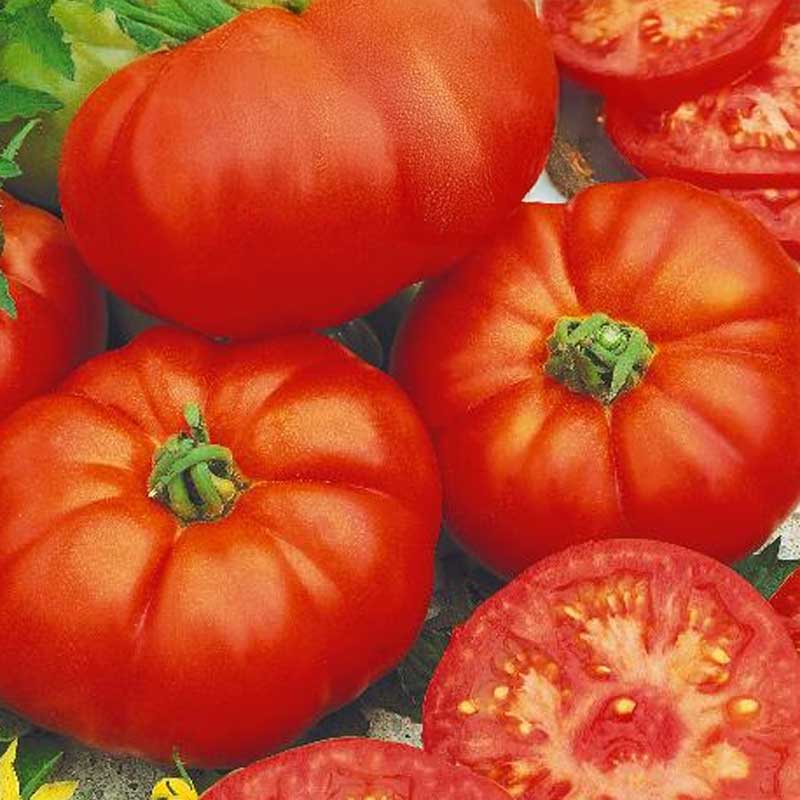 Tomat 'Pantano Romanesco'