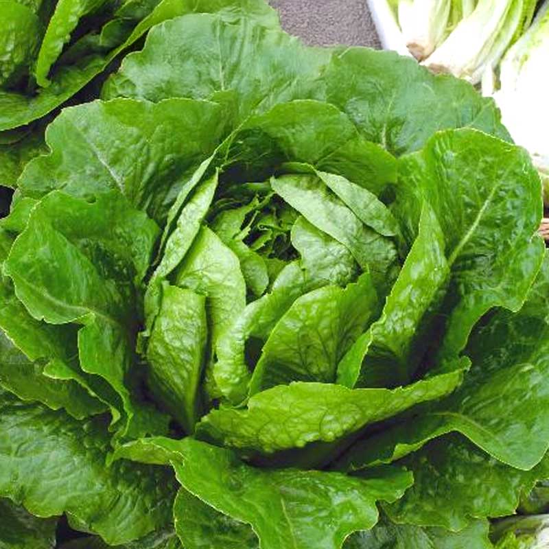 Salat 'Verde degli ortolani'