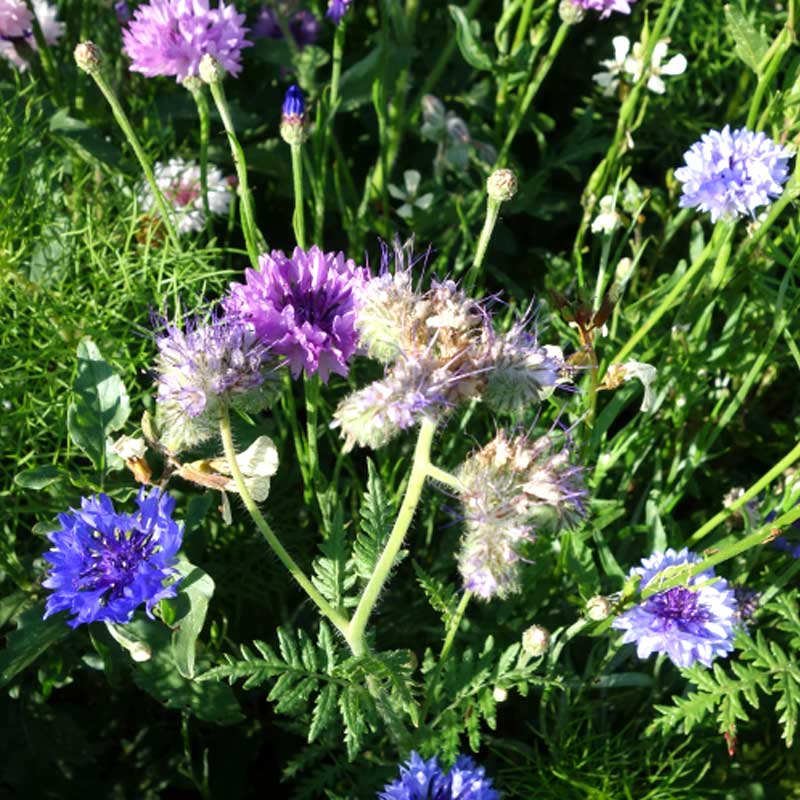 Blomblandning 'Butterfly'