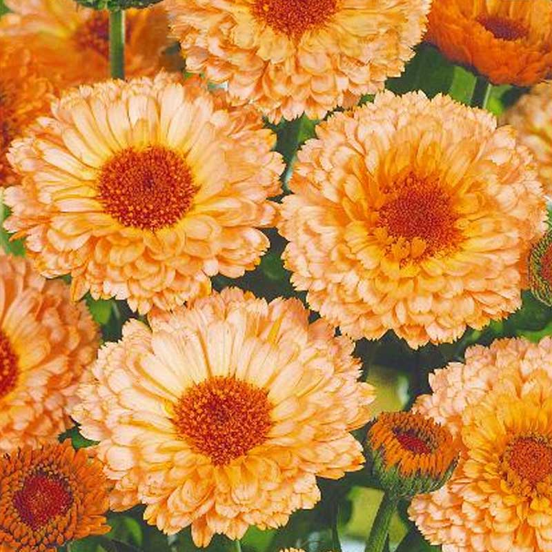 Morgenfrue 'Pink suprise'